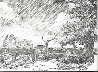 Ashdown Forest, E Sussex - Hirsch, Kunst blanko hinterlegte Karte