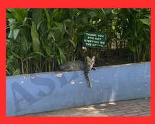 Cat Art Sample  Wallpaper Background  Desktop  Digital Image Picture Photo