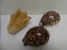 3 VINTAGE SEA SHELL COWRIE & CONCH - NICE OLD DECORATIVE PIECES