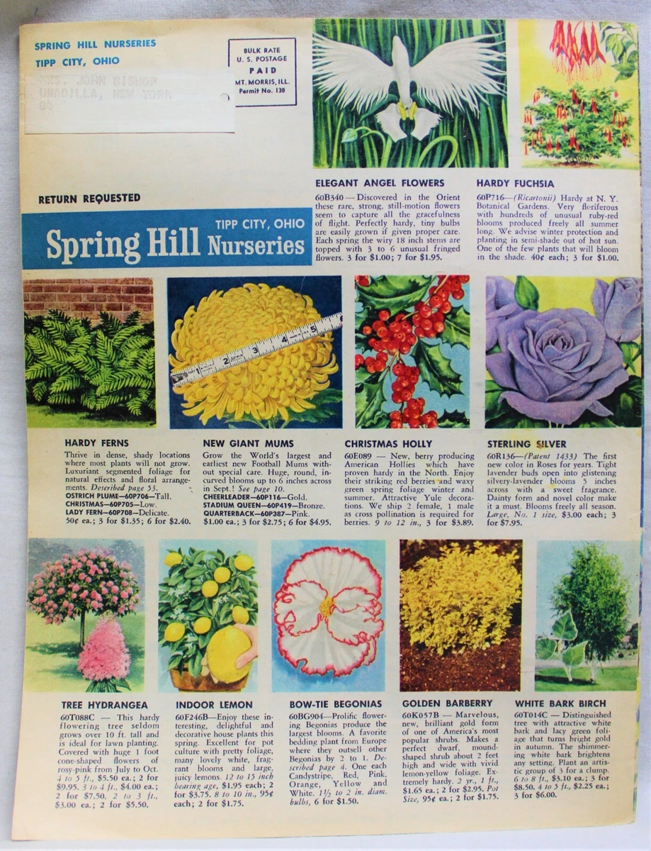 Springhill Flowers Catalog Best Flower Site