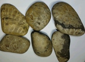 Michigan Petoskey Stone Lot 1 Pound Unpolished Natural Great Lakes Fossil Coral