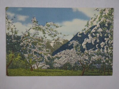 c1958 Linen Teich Postcard Apple Blossoms Cascade Mountains WA Unposted USA