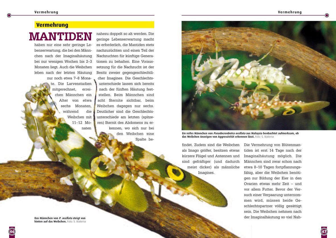 Thumbnail - Blütenmantiden (gattungen Pseudocreobotra & Creobroter), Stephan