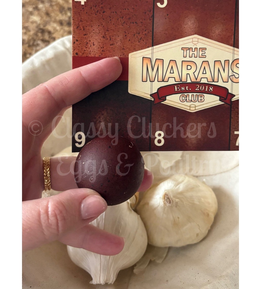 Extremely Dark Black Copper Maran Hatching Eggs