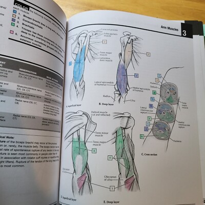 Netter's Anatomy Coloring Book colouring A&P 2nd edition | eBay UK