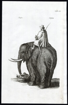 Antiker Druck - Indischer Elefant - Elephas Maximus Indicus - Pl VII - Jonston - Merian - 1657