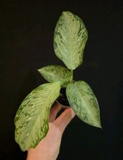 Dieffenbachia 'Memoria Corsii' Beautiful Silvery Leaves. 6cm Pot.