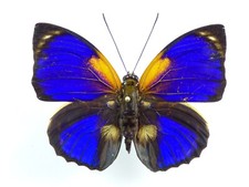 Agrias phalcidon fournierae - AgriasButterflies.com