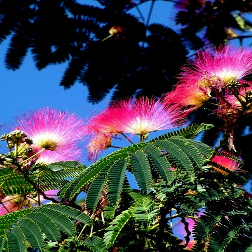 10 Mimosa Albizia Julibrissin Persian Silk Tree Seeds Pink Blossoms Bonsai Ebay