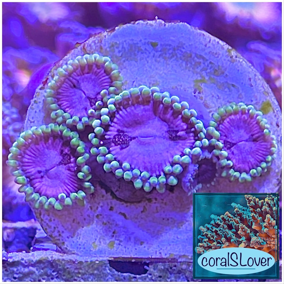 live coral Purple Space Monster Zoanthids by 