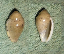 Special Collection Sale BL RFM 80617 Marginella lutea Sowerby 1889 16.7mm Gem So