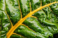 SEMILLA - Semillas de acelgas suizas - Un vegetal verde de hoja dorada - Sabroso, crujiente, saludable