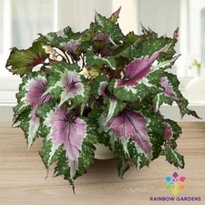 25+ Watermelon Party Begonia Seeds for Garden Planting - USA - FREE SHIPPING!