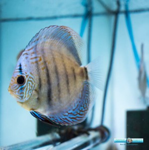 discus fish ebay