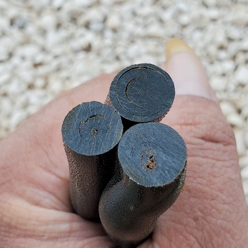 80 Grams Genuine Natural Raw Black Coral Branch Indonesian Sea Willow Yusr #63 - Picture 3 of 6