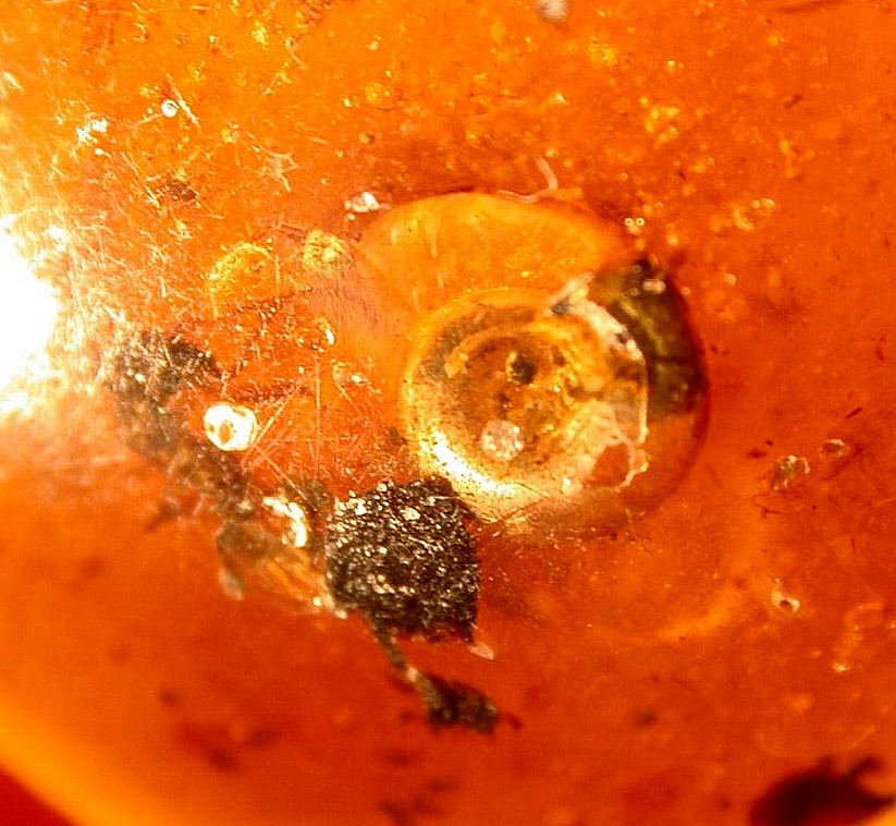 Cretaceous Snail Interacting with Ant in Burmese Amber Fossil Dinosaur Age