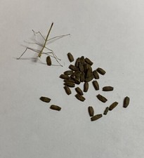 Ramulus artemis ca. 30 Eggs - Insetto Stecco 30 uova - Stick Insect - PHASMID