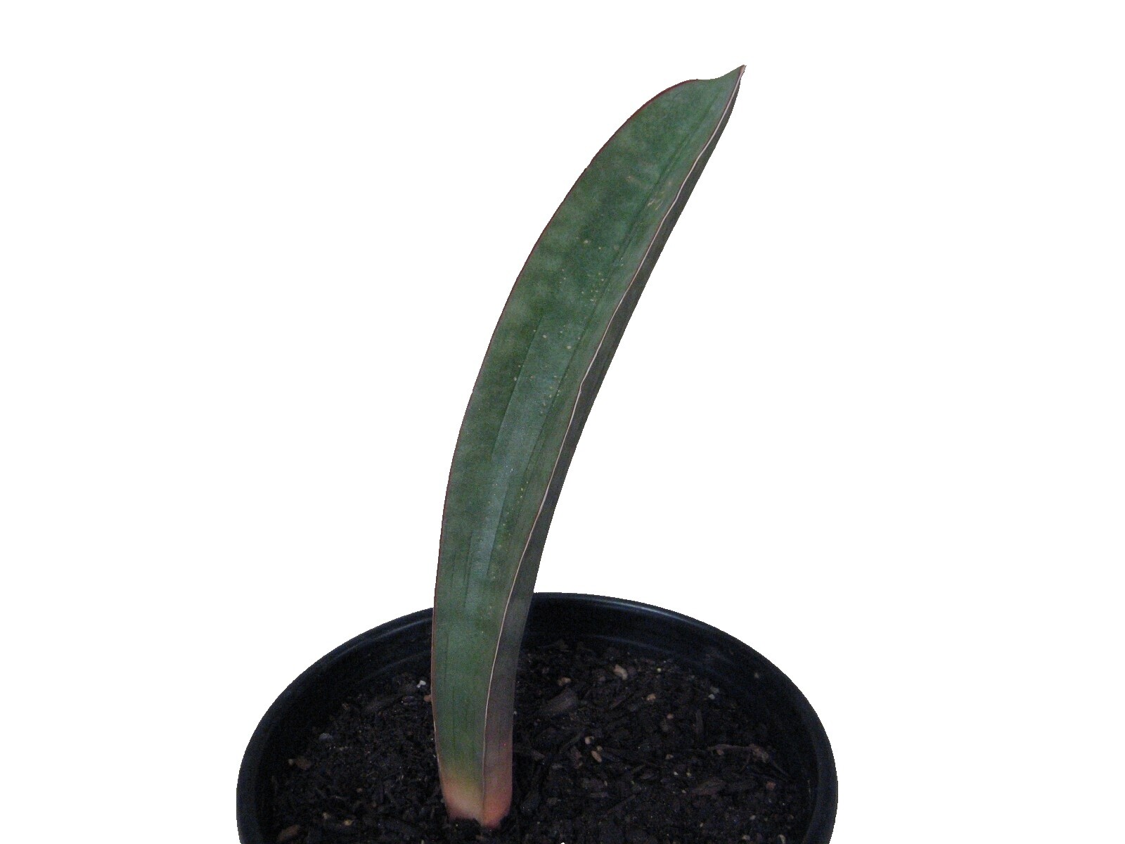3 Sansevieria Kirkii Trendyplants - Plante D'Intérieur Robustes 25-45cm | Pot Ø12cm