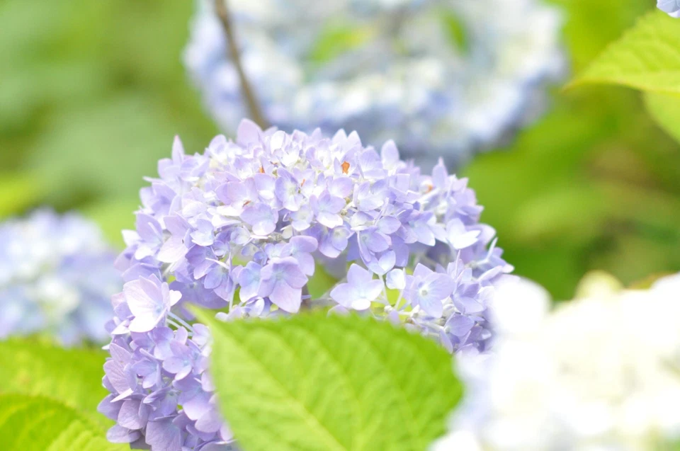 [¡Probado!/N COMO NUEVO] Lente teleobjetivo Nikon Ais Ai-s Nikkor 135 mm... - Imagen 3 de 4