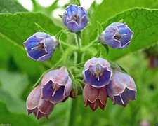 Comfrey Seed Symphytum Officinale - Healing Herb Used for Centuries