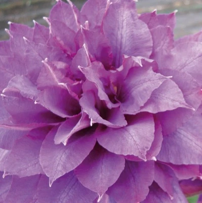 Clematis Vyvyan Pennell 2L - Sorte mit großen lavendelblauen Blüten - Bild 1 von 4