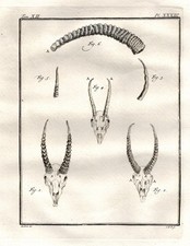 Antilope Antelope Africa Geweihe Corna Caccia Incisione In Rame Buffon 1780