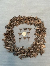 Lot Of 10 Fossilized 3/4 - 1. 1/4 Inch Shark Teeth From Central Florida & Bonus