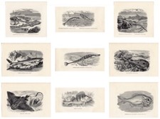 Fish,Prints,Eagle Ray,Perch,Stickleback,JG Wood,Antique,Mixed,Individual,1863
