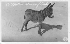 RPPC Postcard A Nature Son of California Young Donkey Jackass Unstamped Unused 
