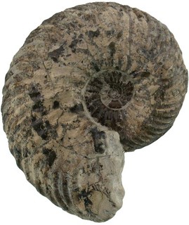 Dogger Quenstedtoceras praelamberti Ein seltener Ammonit aus Kandern BRD 5952