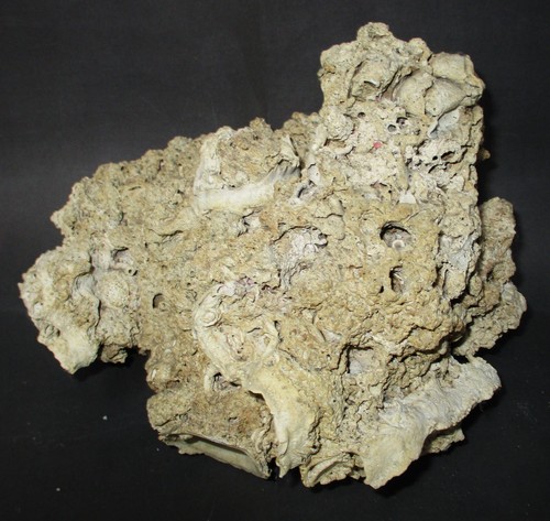 Genuine Hard White Shell Fossilized Coral Saltwater Aquarium Decoration 9x7x6 - Picture 3 of 3
