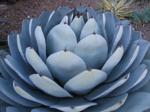 RARE AGAVE PARRYI TRUNCATA succulent artichoke plant exotic garden seed 50 SEEDS - Picture 1 of 1