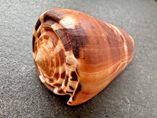 Conus barthelemyi &bull; R&eacute;union &bull; 71 mm &bull; Seltene Kegelschnecke &bull; Sammlerexemplar
