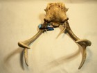 Whitetail Deer Antlers,  Deer Tag on Horn,  12 Inches Tall, 11 Inchs Wide, A — photo 6
