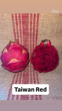 Mature “ TAIWAN RED ”  Dragon Fruit Cuttings