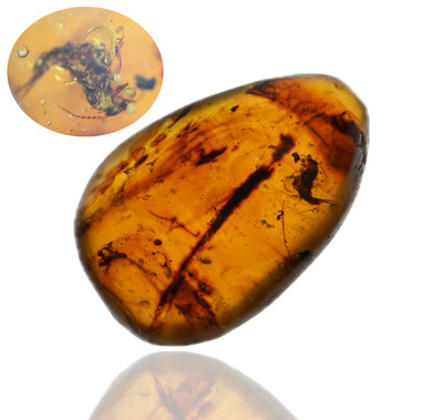 Scarce Earwig, Fossil insect inclusion in Burmese Amber