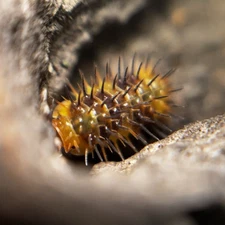 10ct Laureola sp. 'Durian Spiky' isopod