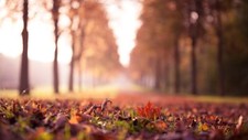Landscape fall leaves closeup depth of field park fallen Custom Gaming Mat Desk