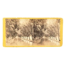 Cascadilla Creek Willow Avenue Stereoview c1870 Ithaca New York Anthony Art F568