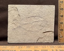 Unprepared Fossil Fish Green River Formation Wyoming Eocene 