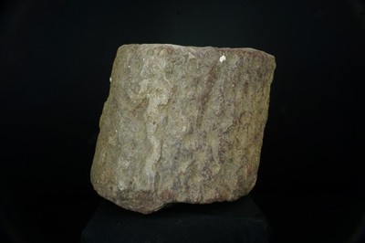 Lepidodendron Scale Tree Fossil / Central States, USA / Carboniferous Fossil Spe