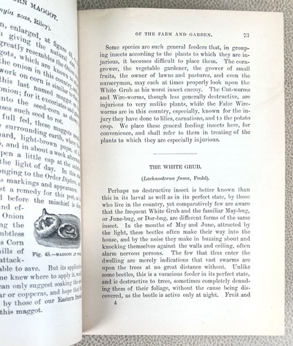 Rare! Injurious Insects of the Farm & Garden by Mary Treat - 1882 HC Illustrated - Picture 16 of 24