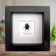 Phanaeus for collectors | Horned Rhinoceros Dung Beetles