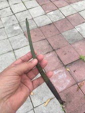 1 Florida mangrove seed