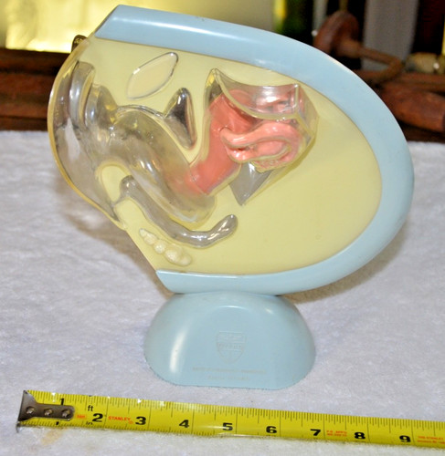 VTG Antique Vagina Medical Model Ortho Pharmaceutical Co Raritan New Jersey 1959