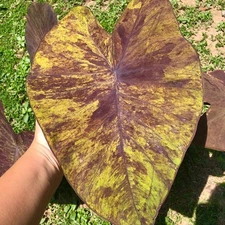 Colocasia Live Bulb Streak Back New Hybrid Free Phytosanitary Certificate