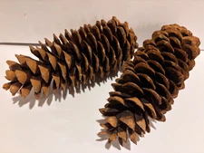 Extra Large Dried  Pine Cones - Set of 2 -11" & 12" Long