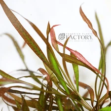 Cryptocoryne Spiralis Tiger | Aquarium Plants Factory®