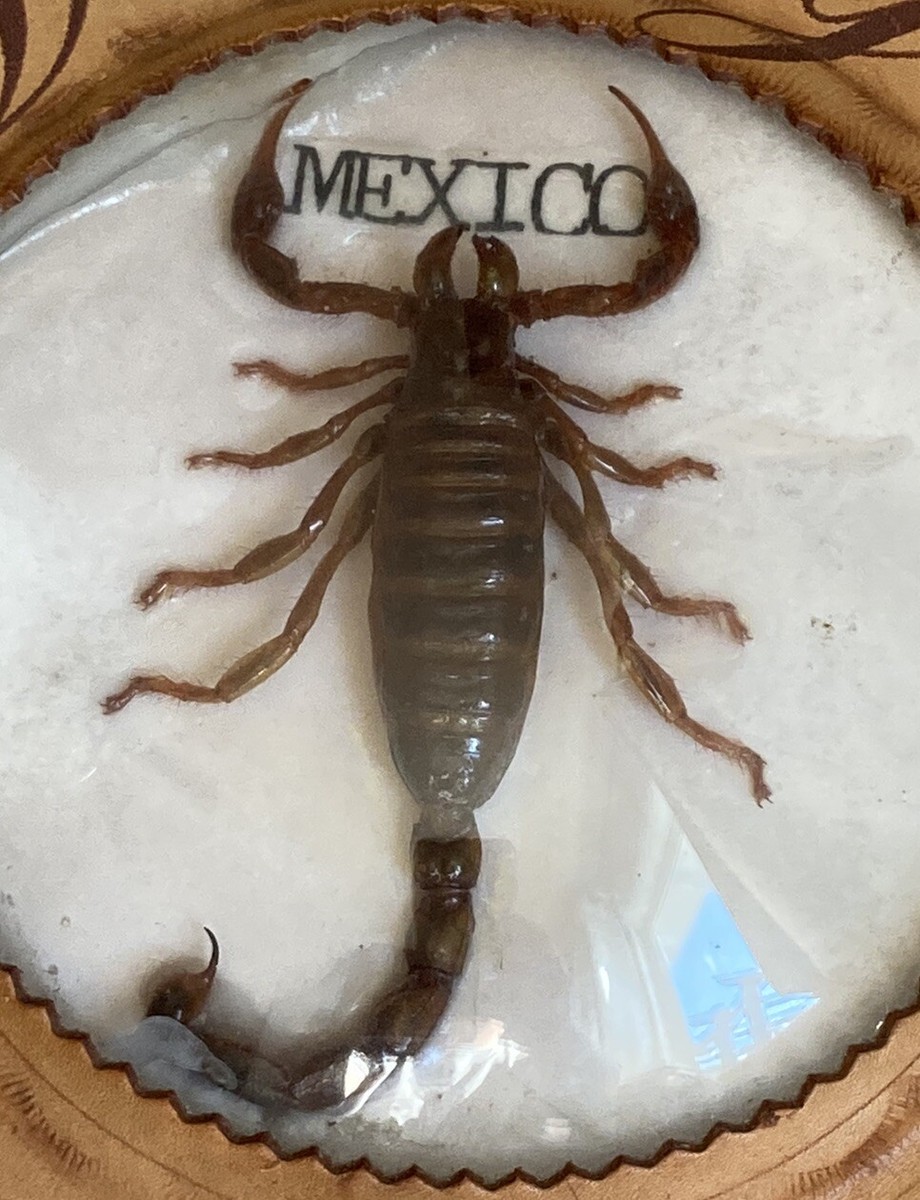 Durango Mexico Real Scorpion Wall Hanger Plaque Key Holder Rope
