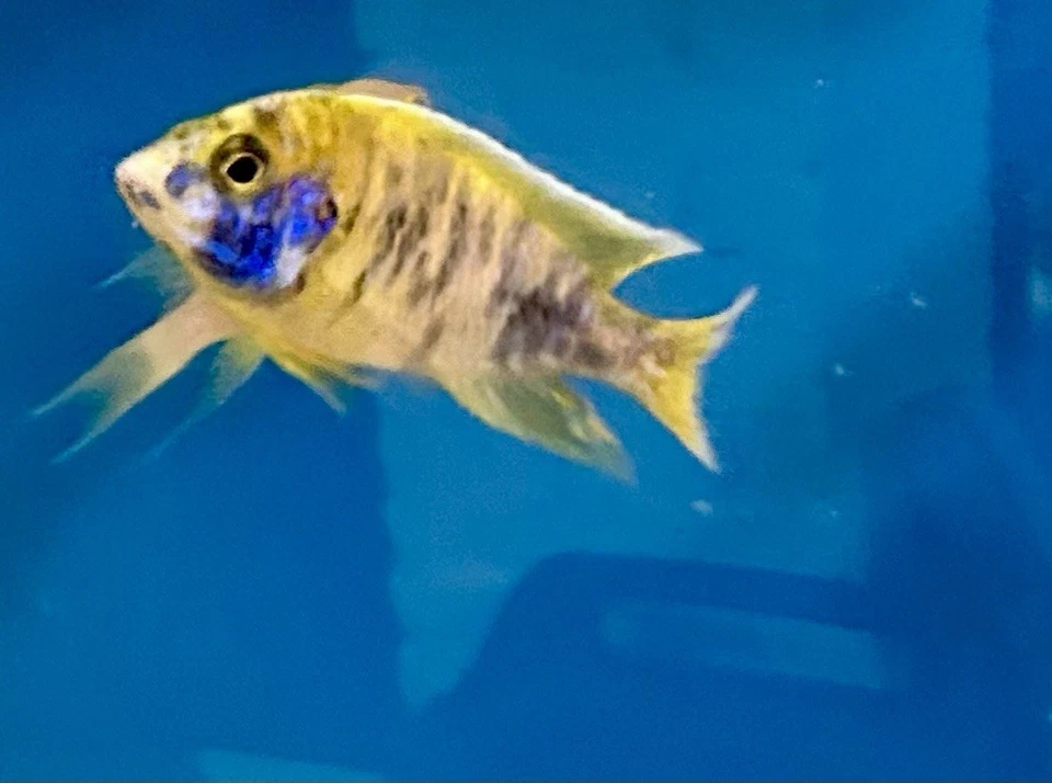 Live Fish Show Quality Breeding Pair OB Sunshine Peacock African Cichlid - Image 4 of 4